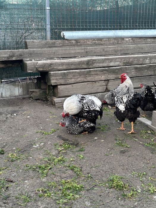 Vand ouă pentru incubat – Wyandotte argintiu