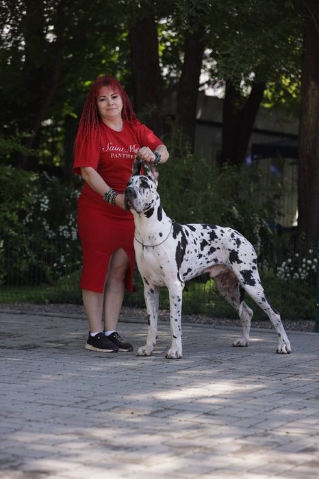 Продаются  супер щенки немецкого дога..