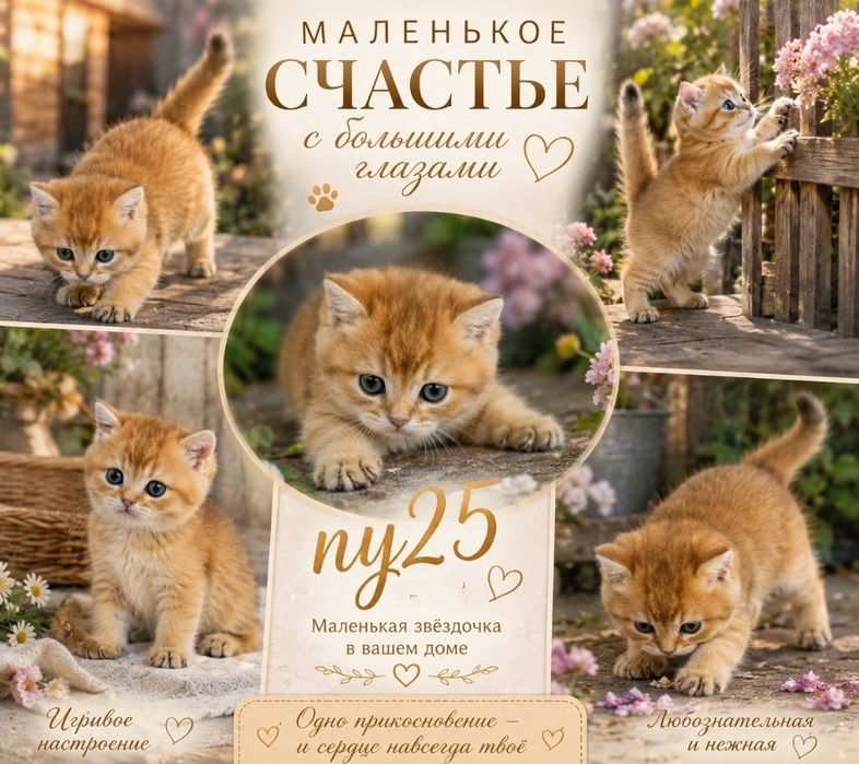 Котята Шиншиллы золотые
