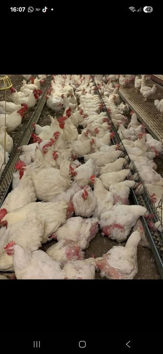 Găini albe de carne