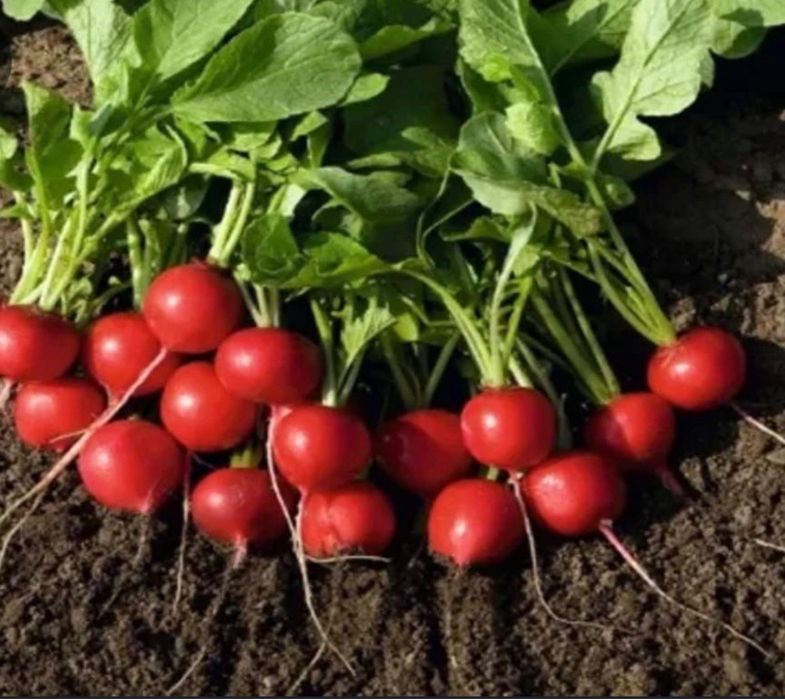 Семена редиски 49 пачек