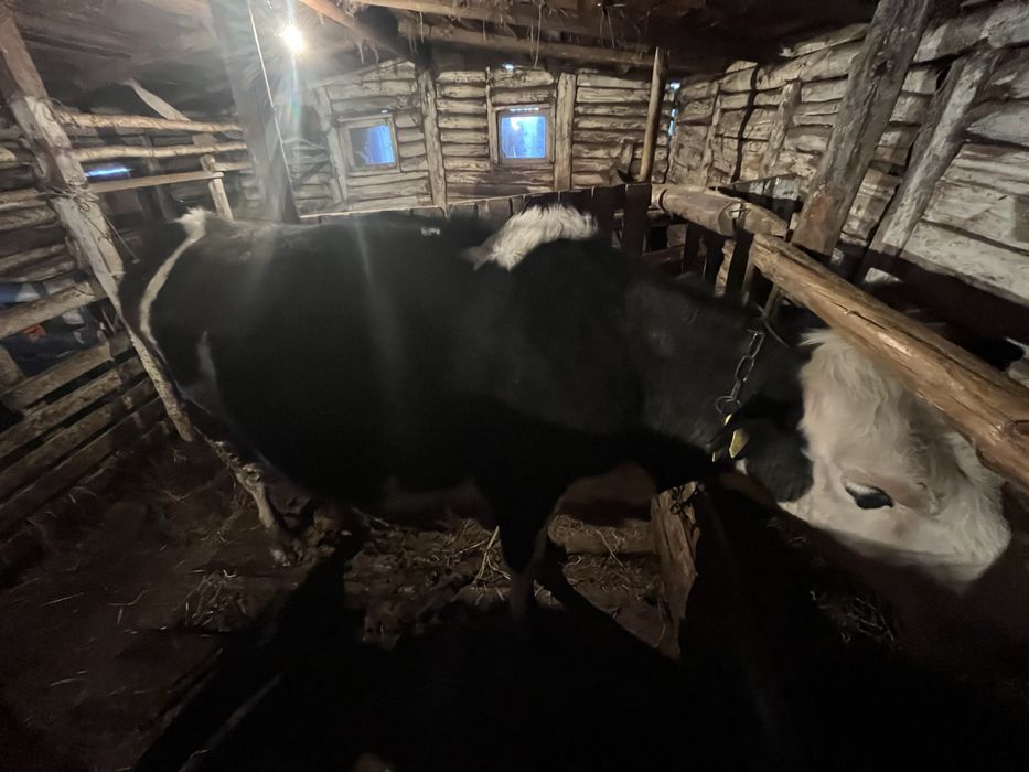 Продам годовалую телеочку