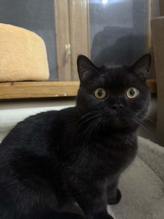 Котёнок 7 месяцев, шотландец, скоттиш страйт.