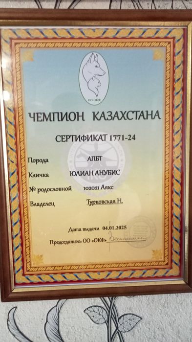 Американский питбуль терьер. Вязка