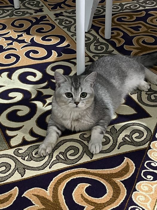 Кошка британская