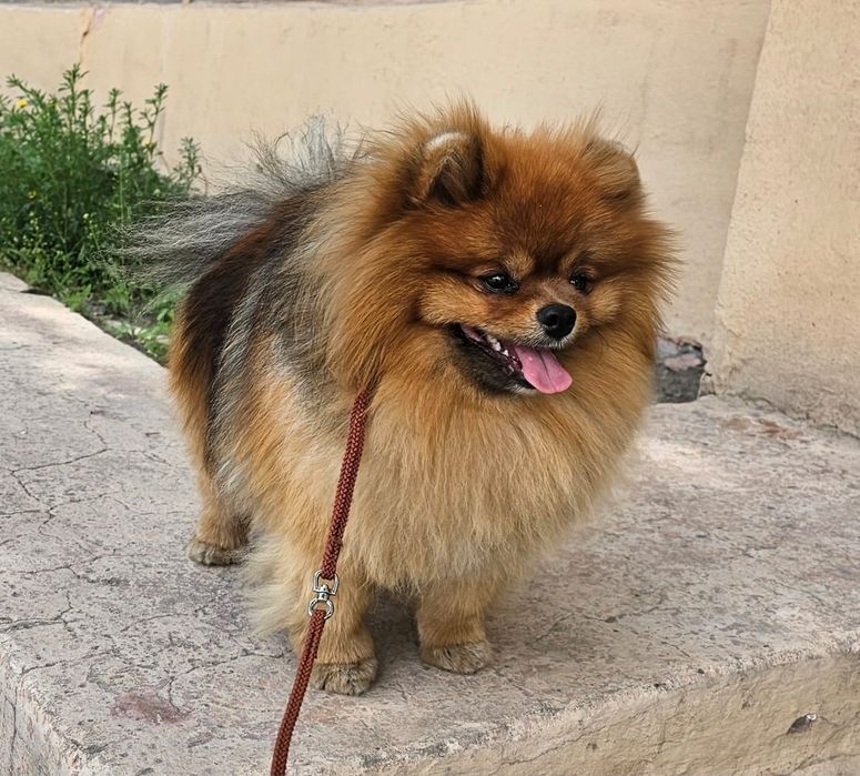 Предлагается к вязке шпиц