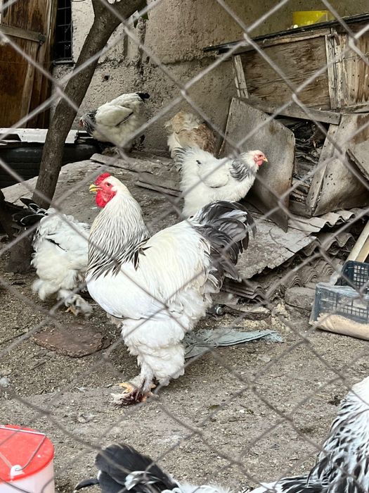 Петухи и куры брама