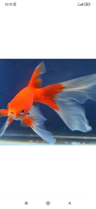 Рыбки для аквариума