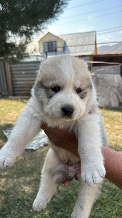 Продам щенков АЛАБАЯ!