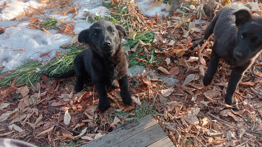 Щенки в добрые руки