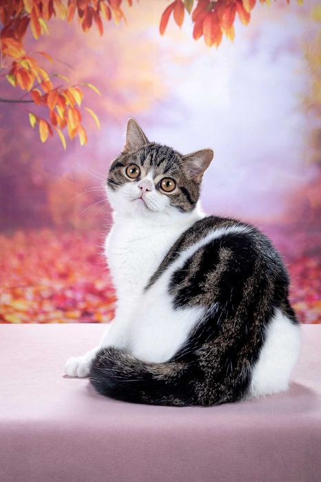 Шотландский котик