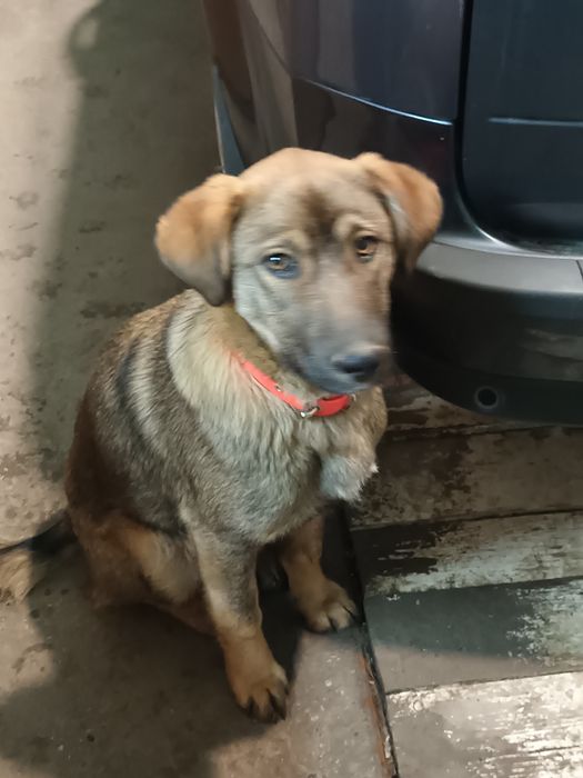 Подарява се кученце