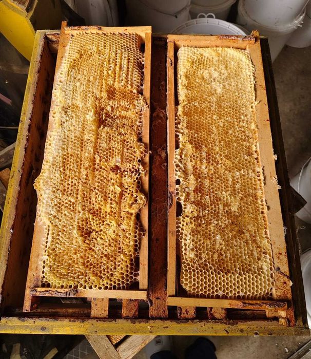 Rame Albine 1/2 si Magazii Caturi cu faguri claditi