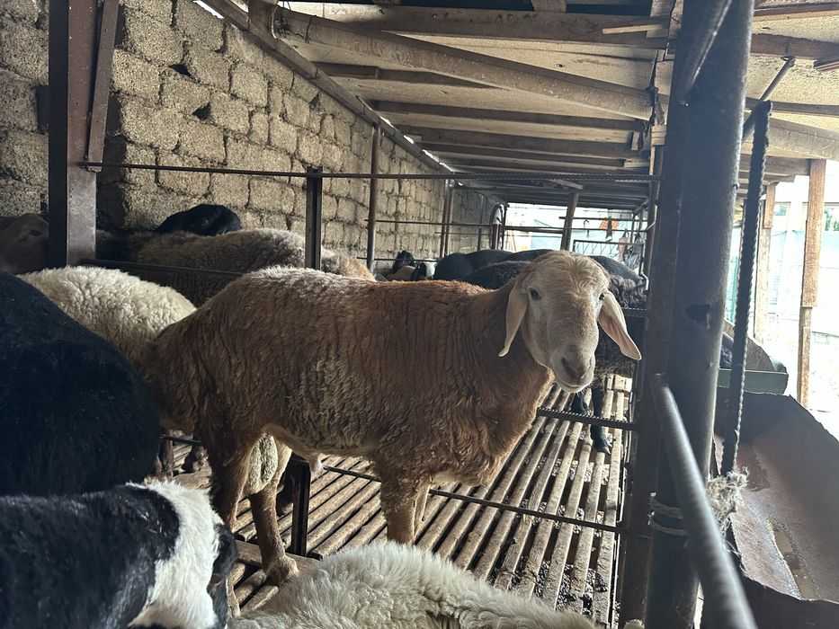 Qassob xizmati va qo'chqorlar