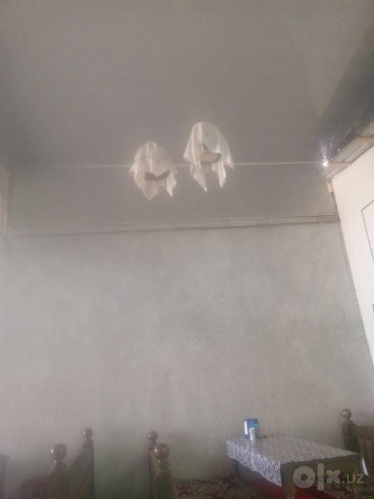 Бедана сайроки тинмай сайрайди