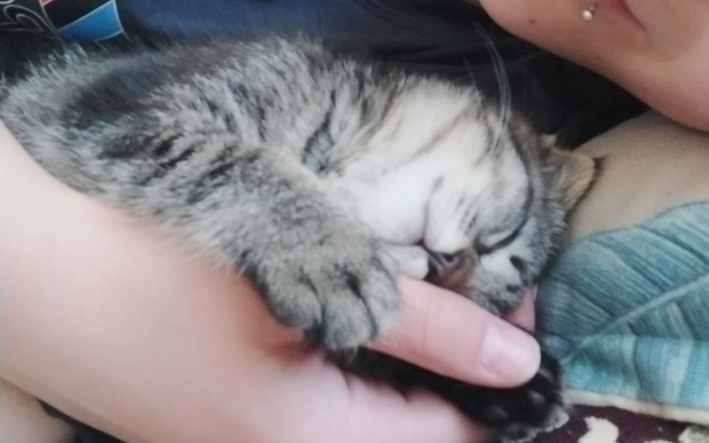 Котёнок 2 месяца