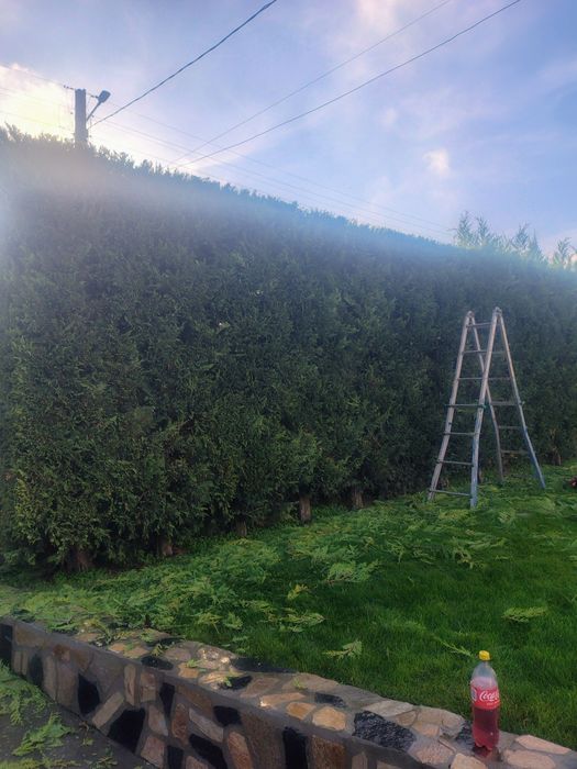 Servicii de Intretinere spatii verzi galati-braila