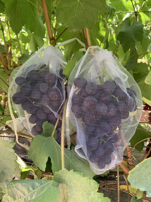 Продам виноград домашний