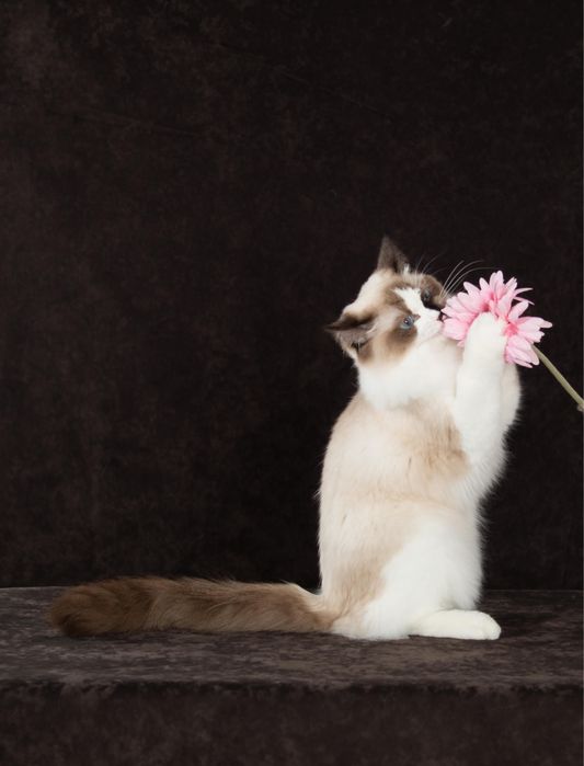 регдолл котик от шикарных родителей