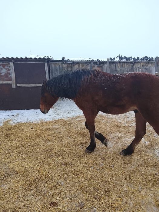 Продам лошадь- жеребца