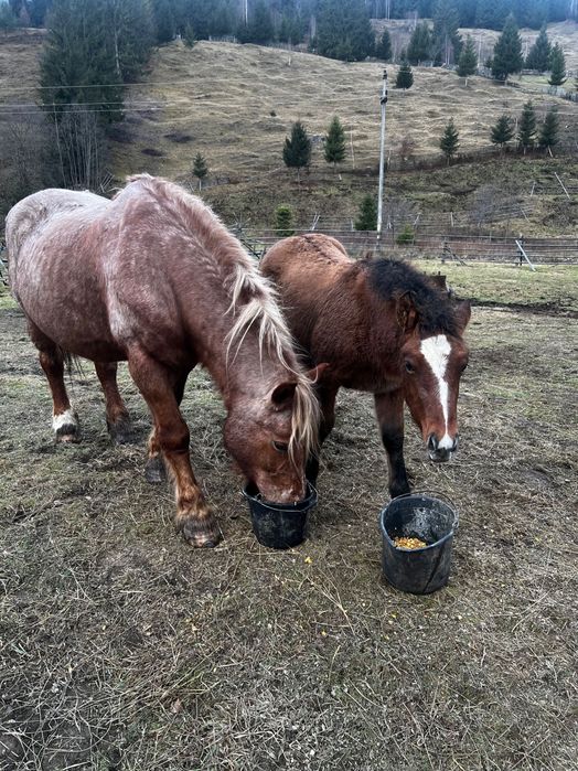 Mânz 4 luni de vânzare!