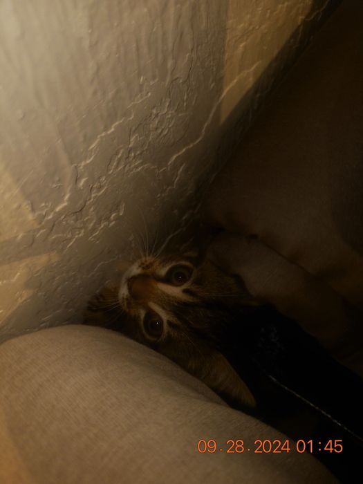 Котёнок бенгалка