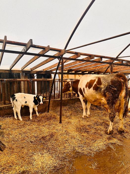 Vacă de vânzare la alegere