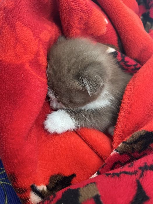 Продаётся котёнок цена договаримся