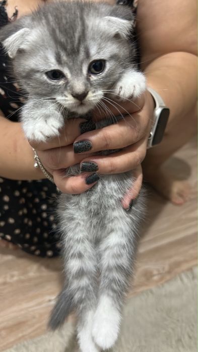 Продам котят им 2 месяца