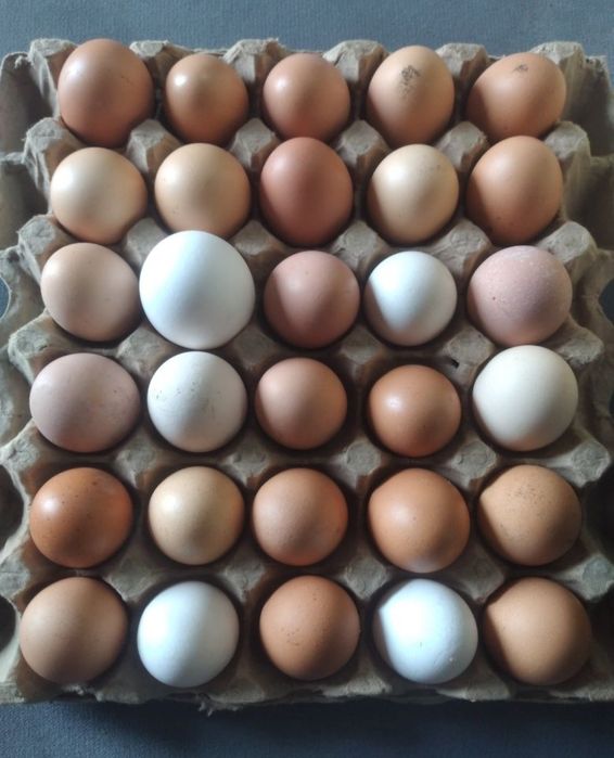 Продам инкубатор яйца