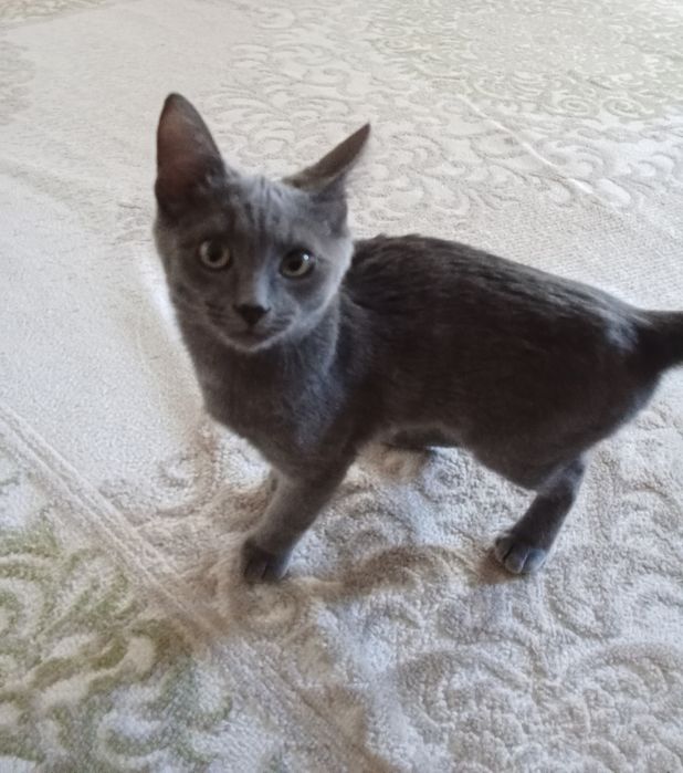 Отдам в хорошие руки.