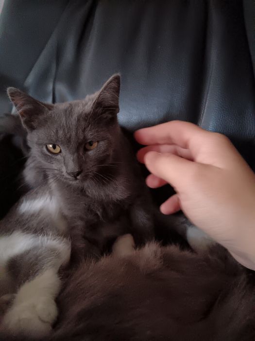 Котята бесплатно