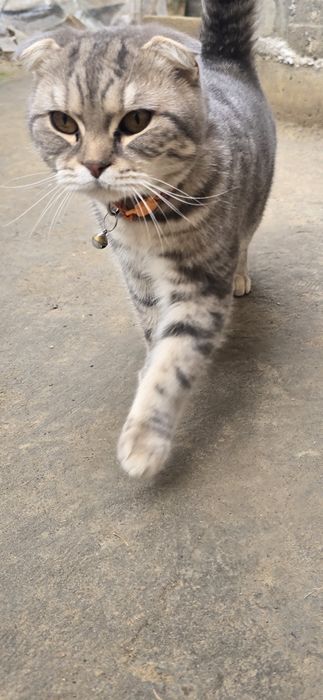 Взяка молодой Самец!