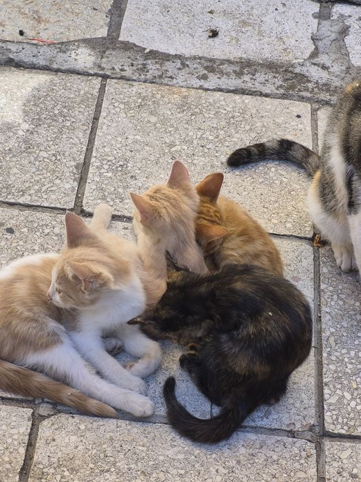 Подаряват се 4 котета