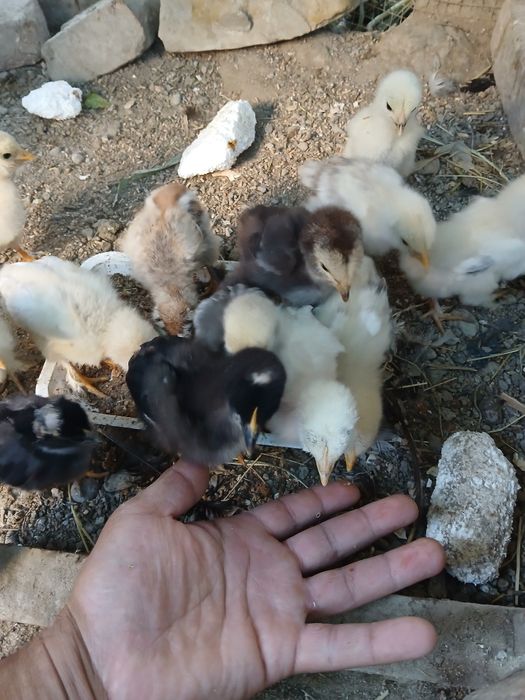 Brama jo'jalari sotiladi donasi 25 ming