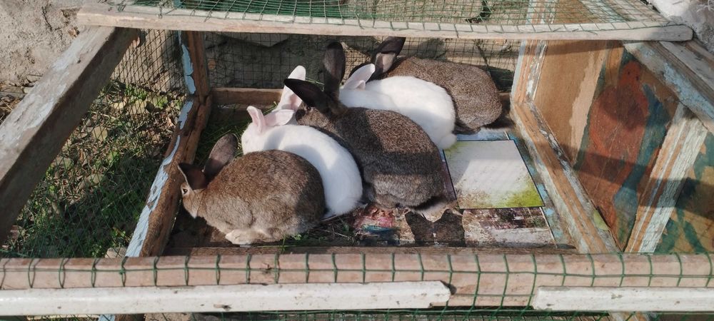 Quyonlar ayol erkak zotdor