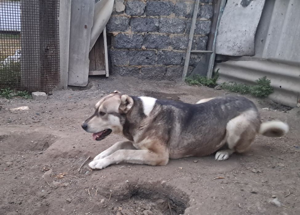 Продам алабай сао