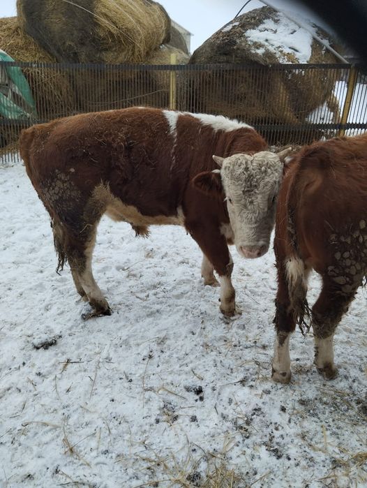 Продам бычков и телочек