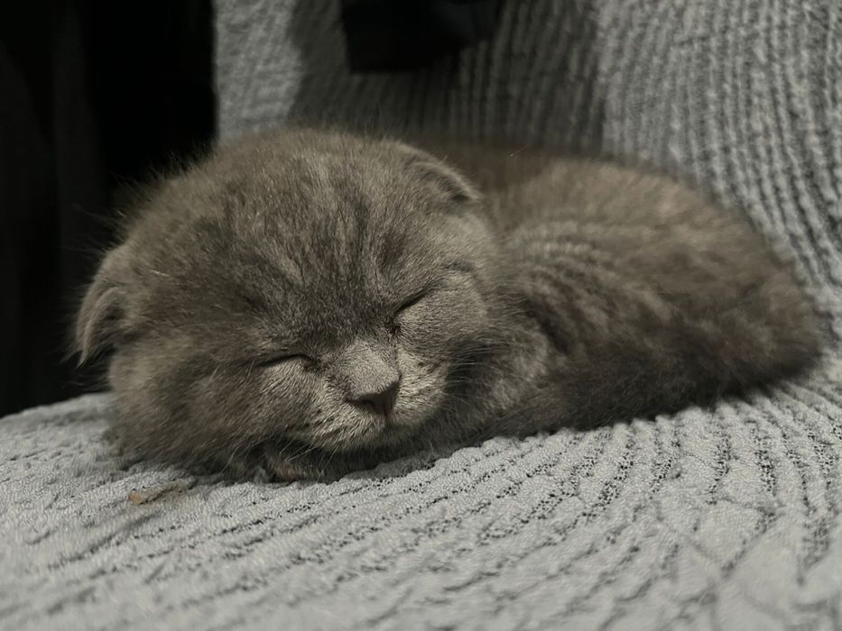 Шотландская вислоухая