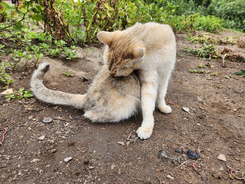 Отдам кошку в добрые руки