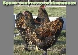 Продам пародных кур и петухов