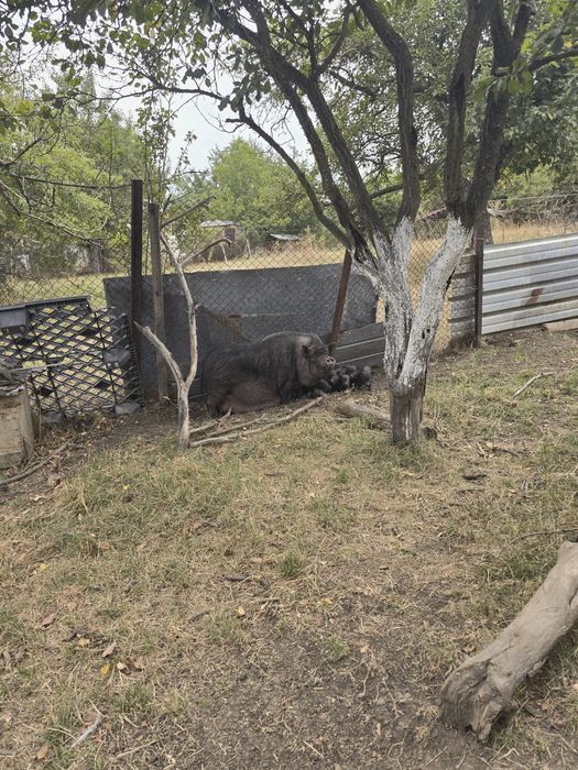 виетнамски прасета