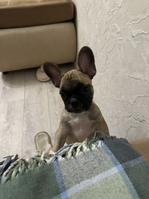 Французский бульдог