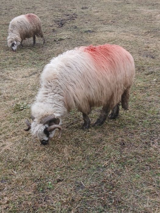 Vind berbec sau schimb pe 2 noatini