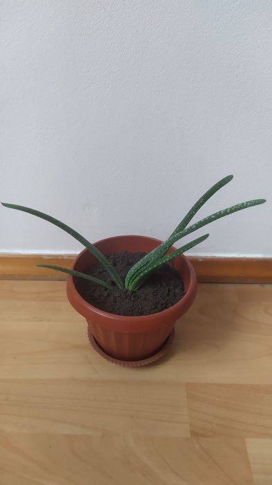 Алое вера комнатные