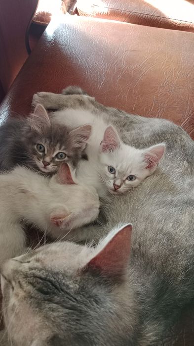 Отдам котят в хорошие руки