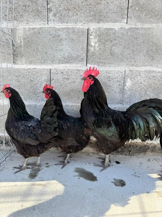 Ouă  proaspete de rasa pentru consum sau incubat