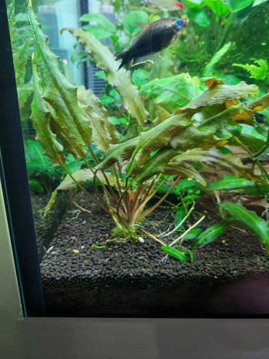 Растения за аквариум и скариди, охлюви хелена