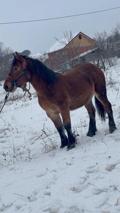 Vand sau schimb manz