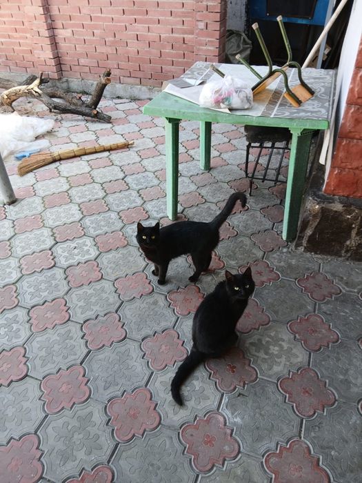 Коты в добрые руки